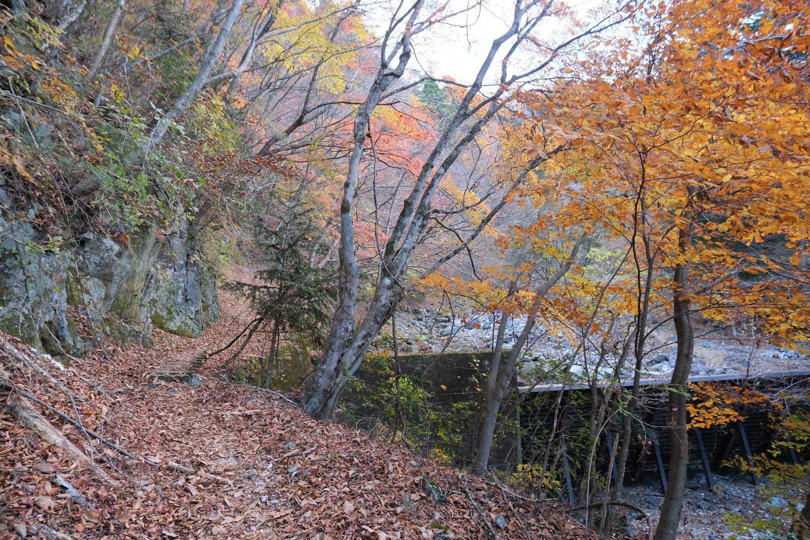 西丹沢ビジターセンターバス停-ツツジ新道入口-犬越路-大杉 周回コースの写真