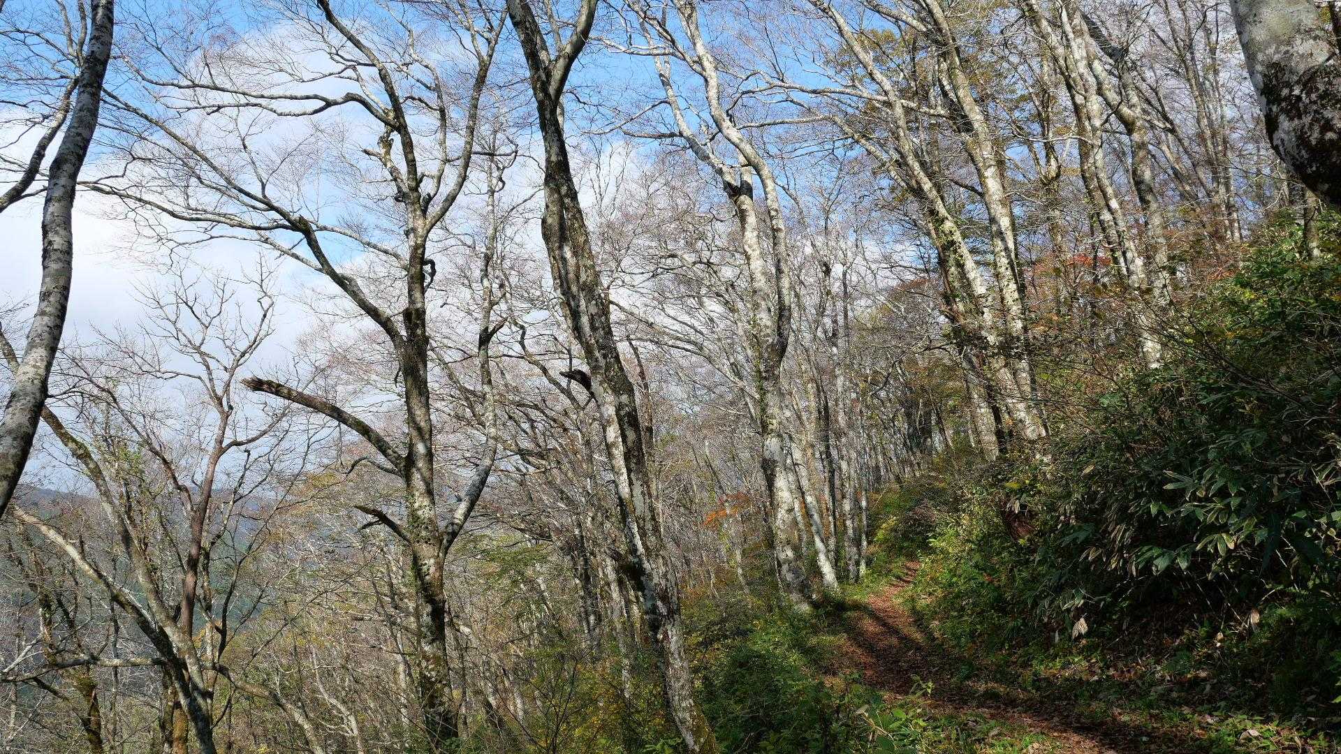 展望園地ルートから下る。
一か所ぬかるみ通行困難ポイントがあると情報もらってましたが、
登りルートもたくさんぬかるみあったし、植林帯で紅葉は楽しめなかったので。