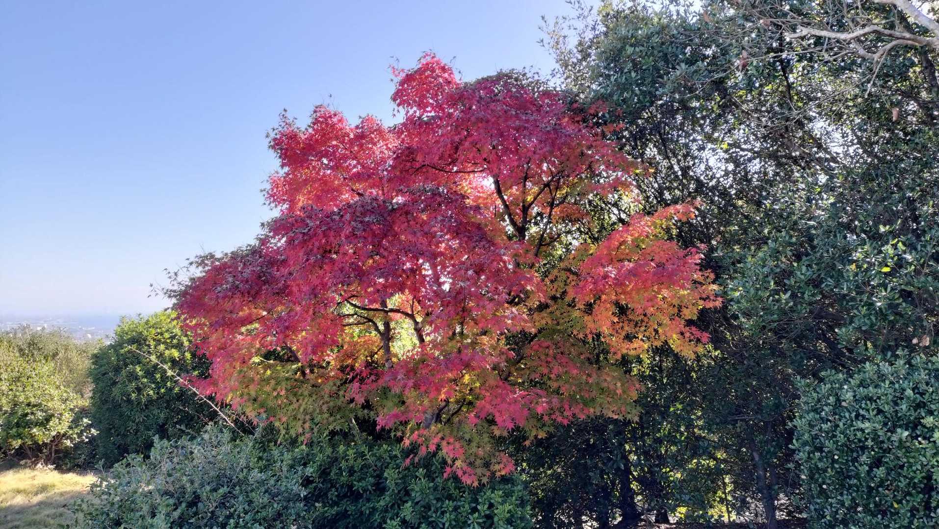 たまに綺麗な紅葉も見ることが出来ました。