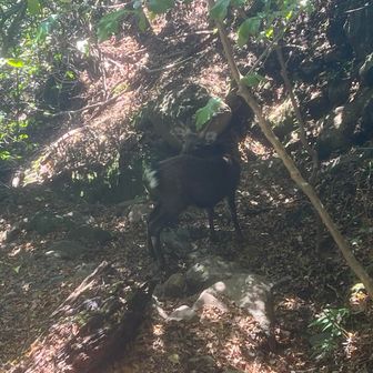 下山中に遭遇