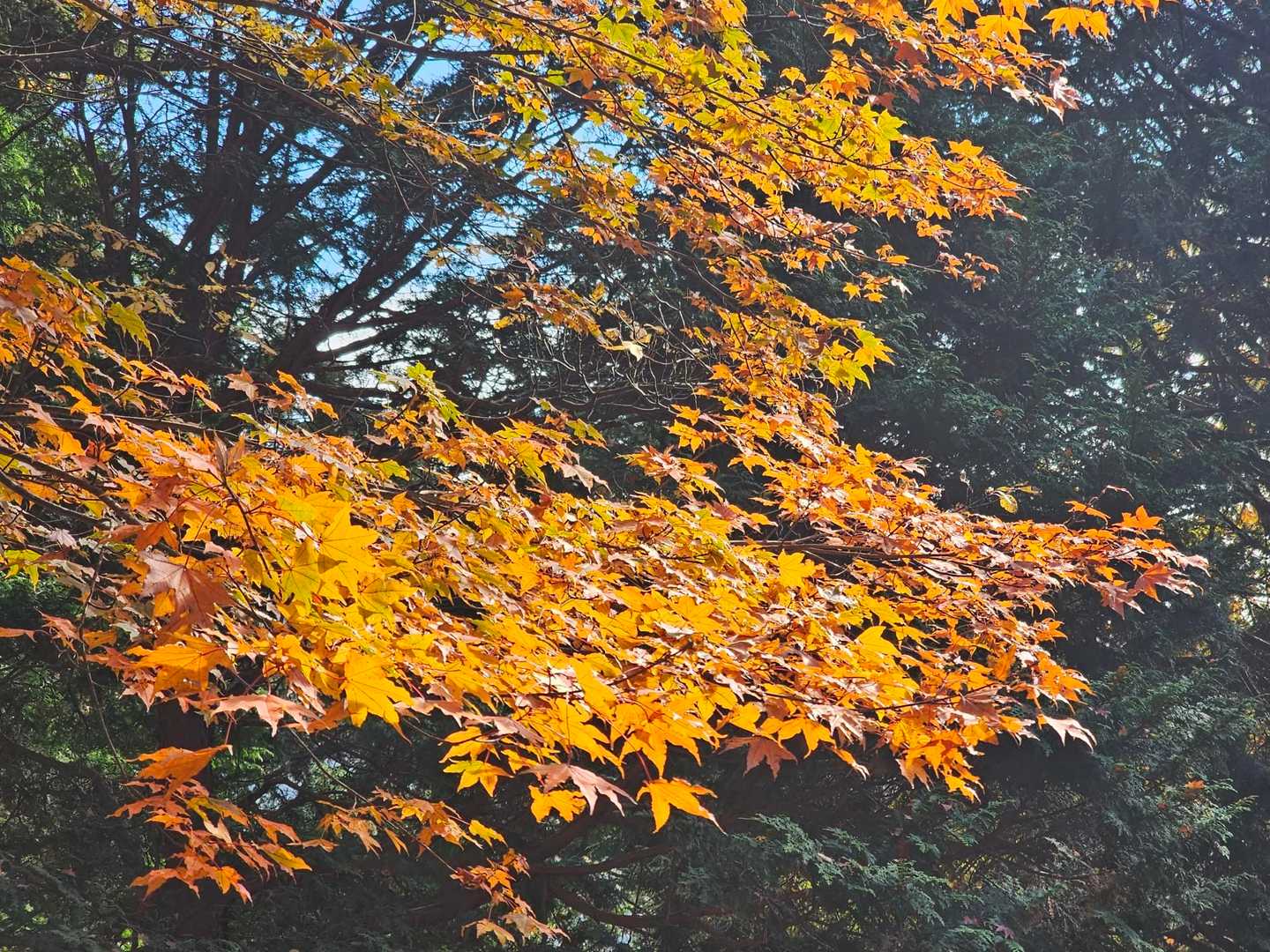 烏尾山 往復コースの写真