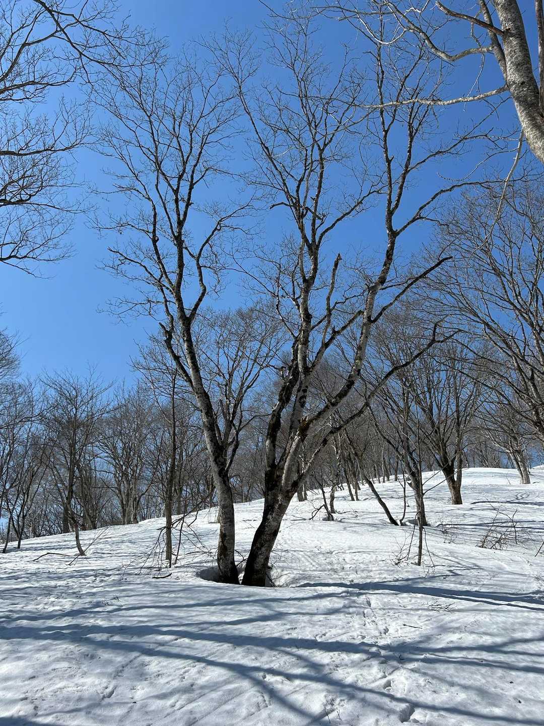 袴岳 往復コースの写真