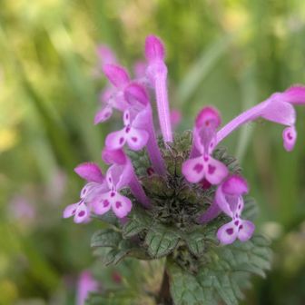 んっ👀

あちこち咲いてるかど
ホトケノザ？

いいね