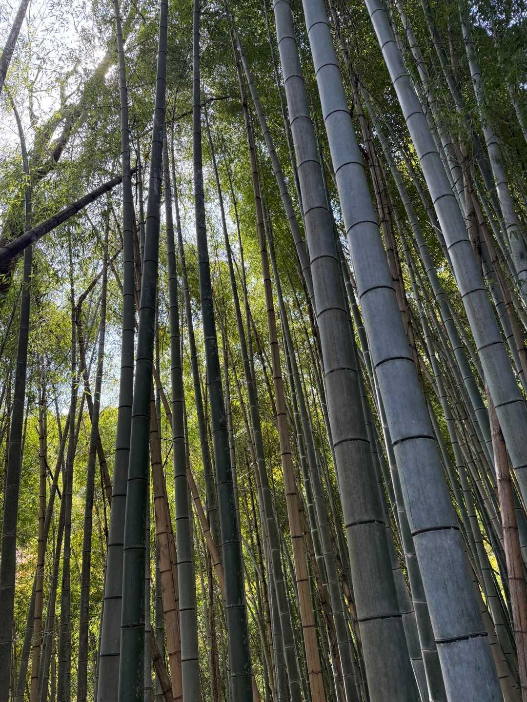 八菅いこいの森入口-やなみ峠-鳶尾山 往復コースの写真