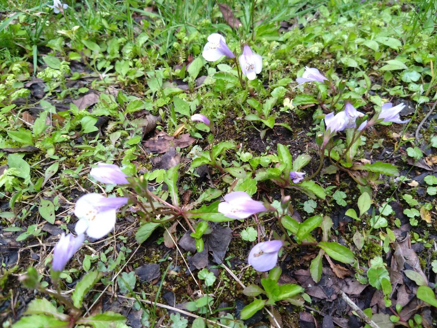 トキワハゼ