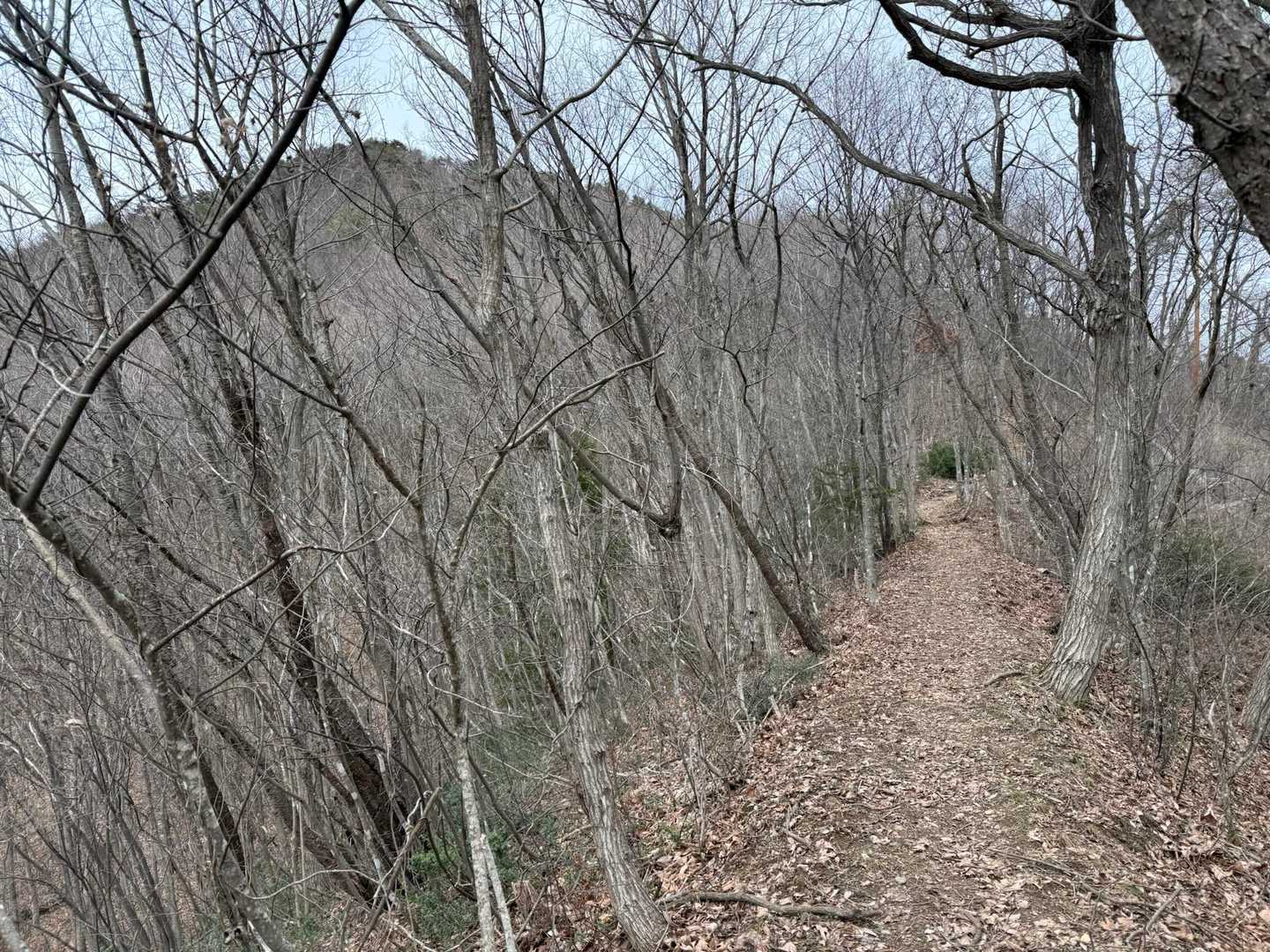 天童の大森山登ってます、最後まで歩き易い登山道です
