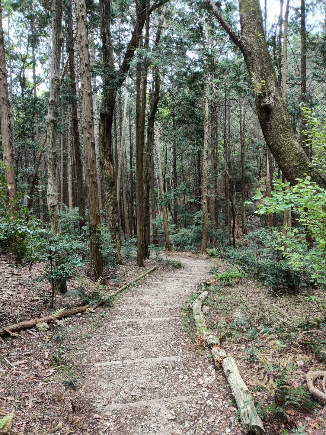 杉の植林帯へ下りて行きます