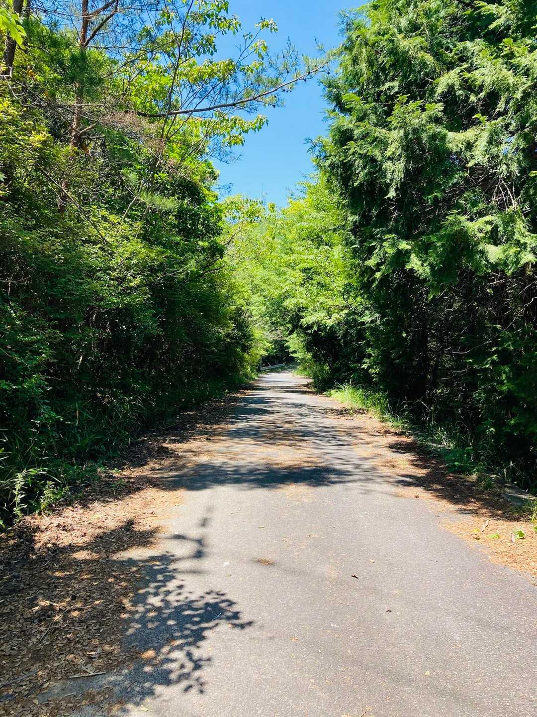 ビビり切る前に舗装路に😮‍💨

舗装路は好きじゃないけど今日はトレイルに入ってから誰一人会っていないんだよね😅

ちょっと心細くなってきたところだから舗装路は少し気を緩めて歩けて良き😀