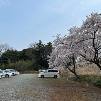駐車場へ着くと、桜が綺麗に咲いていました🌸