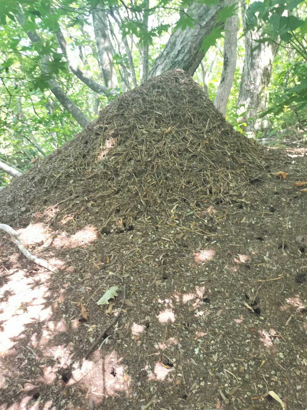 白瀬登山口-金剛山 往復コースの写真