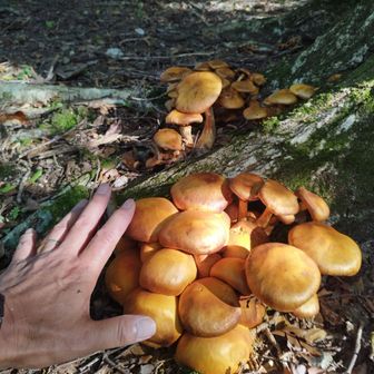 おおっ?!
木の根元に何やら美味しそうなキノコ🍄の群生⁉️シメジ❓
ググッたら、「オオワライタケ」‼️やって💦怖〜！😱