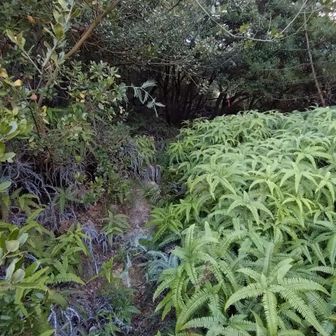 柵から少し進むと分岐点。
赤線ルート通り右に進みましたが、シダ多い。
下山時は左から下りてきました。
この分岐は、赤線ルートでなく左に進むが無難みたい。シダ少ないので。