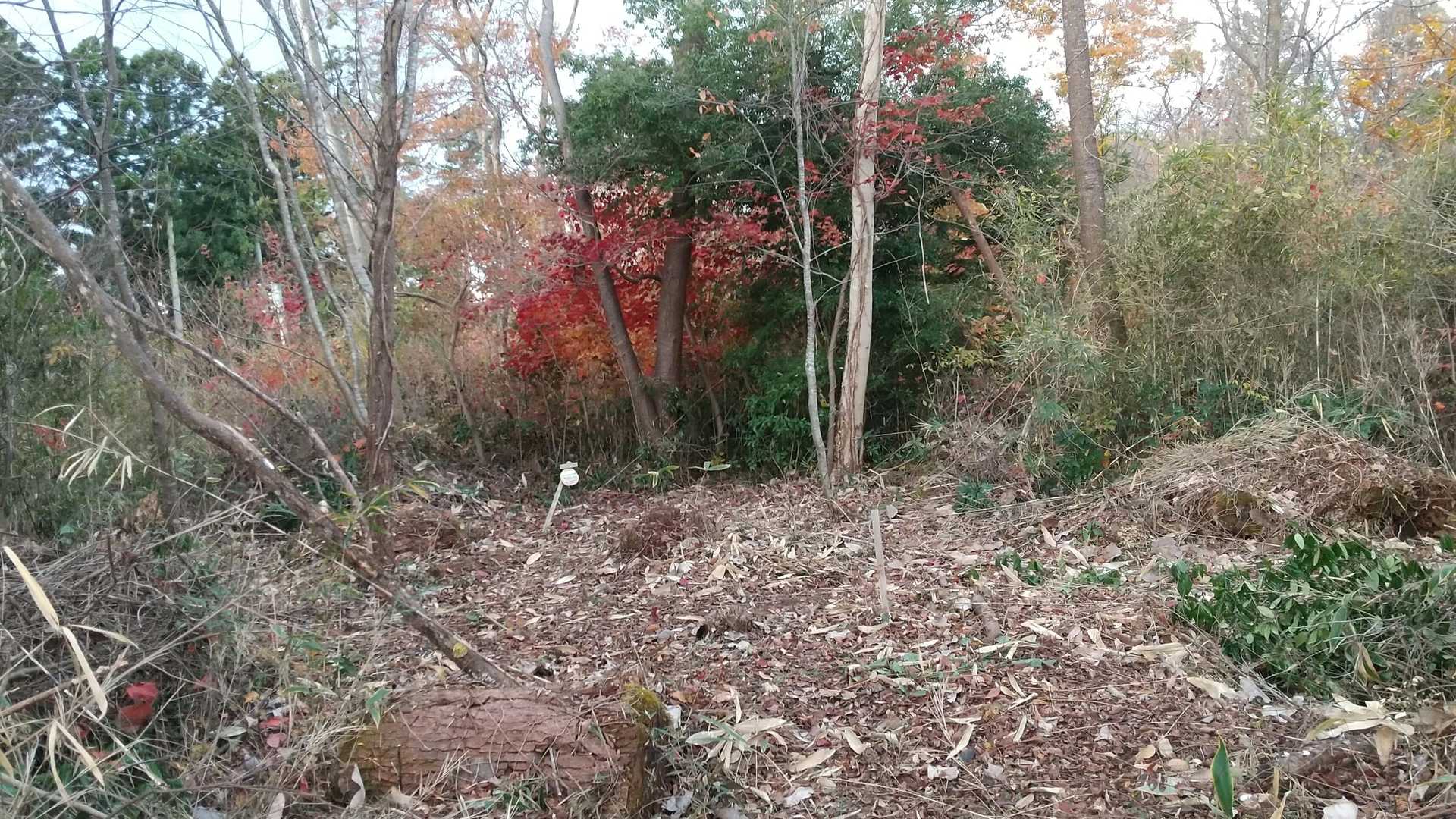 山頂は ちょっと 荒れてます