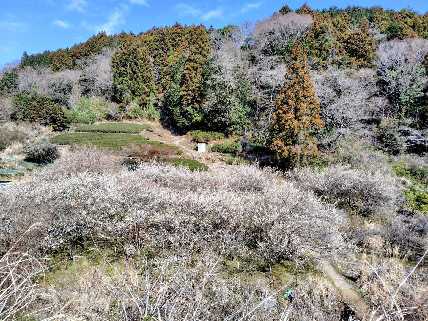 梅の里？まで戻ってきました