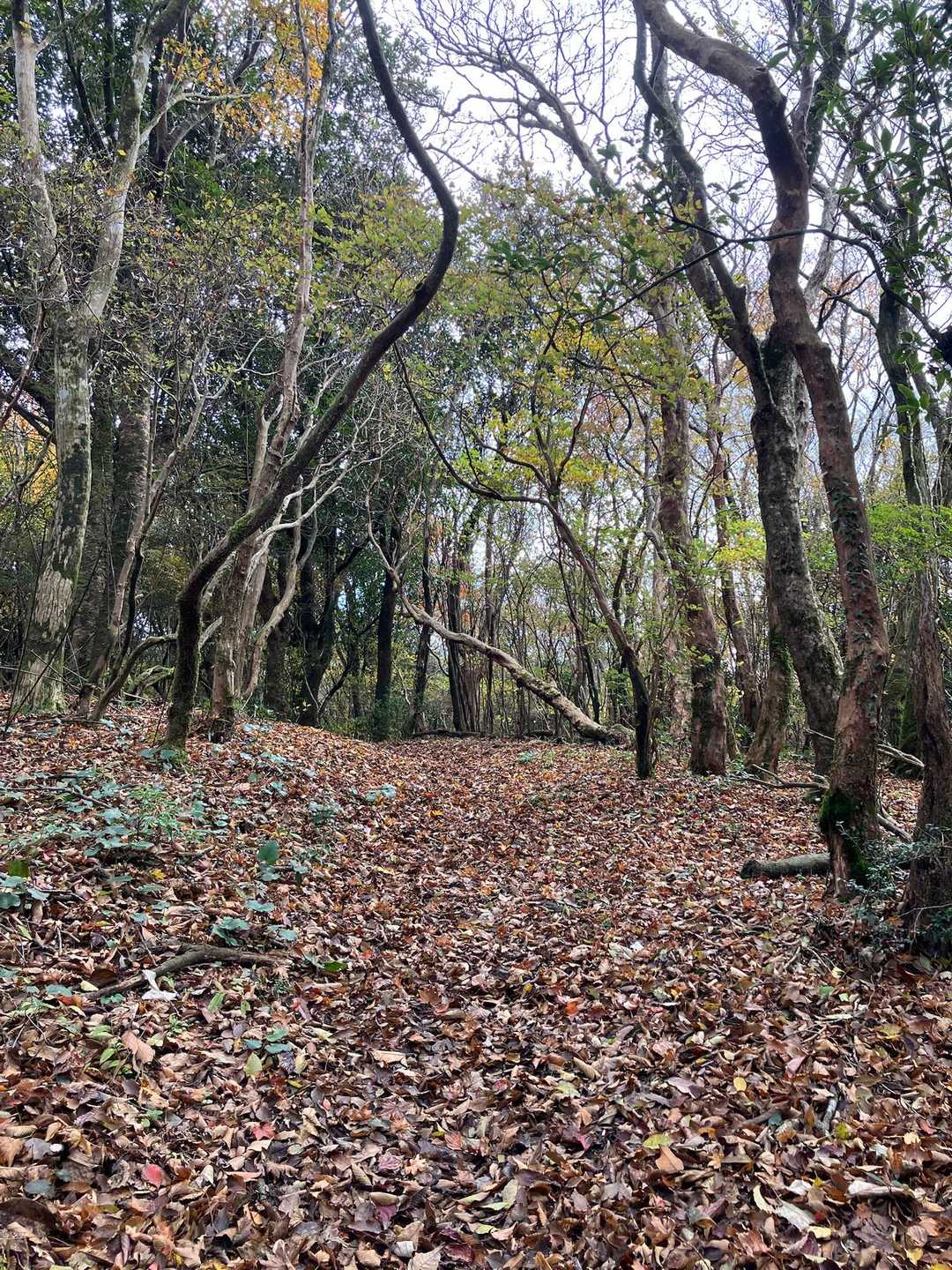落ち葉🍂🍂🍂の絨毯。