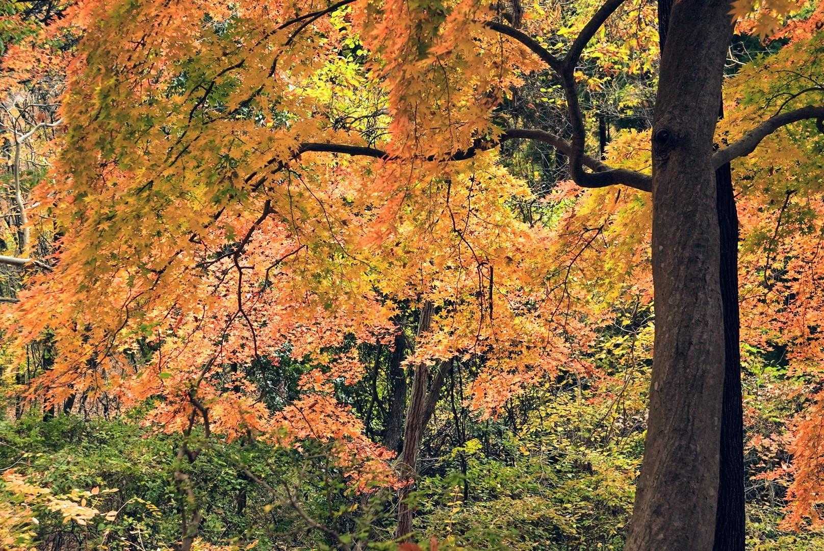 こちらは大木のもみじだ🍁