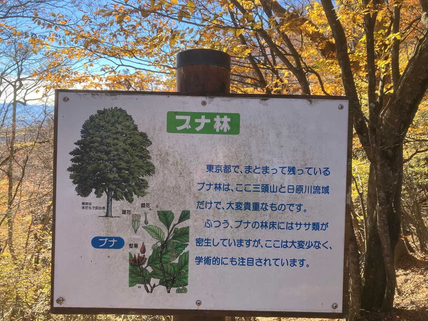 都民の森-鞘口峠-三頭山-ムシカリ峠-三頭大滝 周回コースの写真