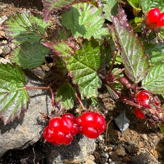 　　　沢山のキイイチゴ🍓
もちろん　ご馳走様😋です😋