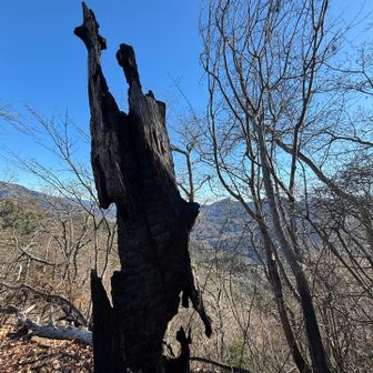 所々焼けている木々がありいつ燃えたの？🔥