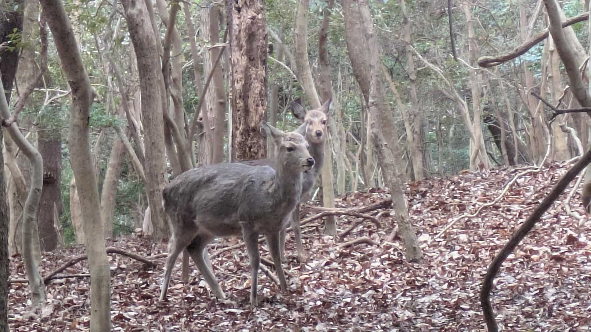 梅山-新古坂峠-古坂峠-音羽富士-ホド田山-七曲峠-京ヶ峯 周回コースの写真