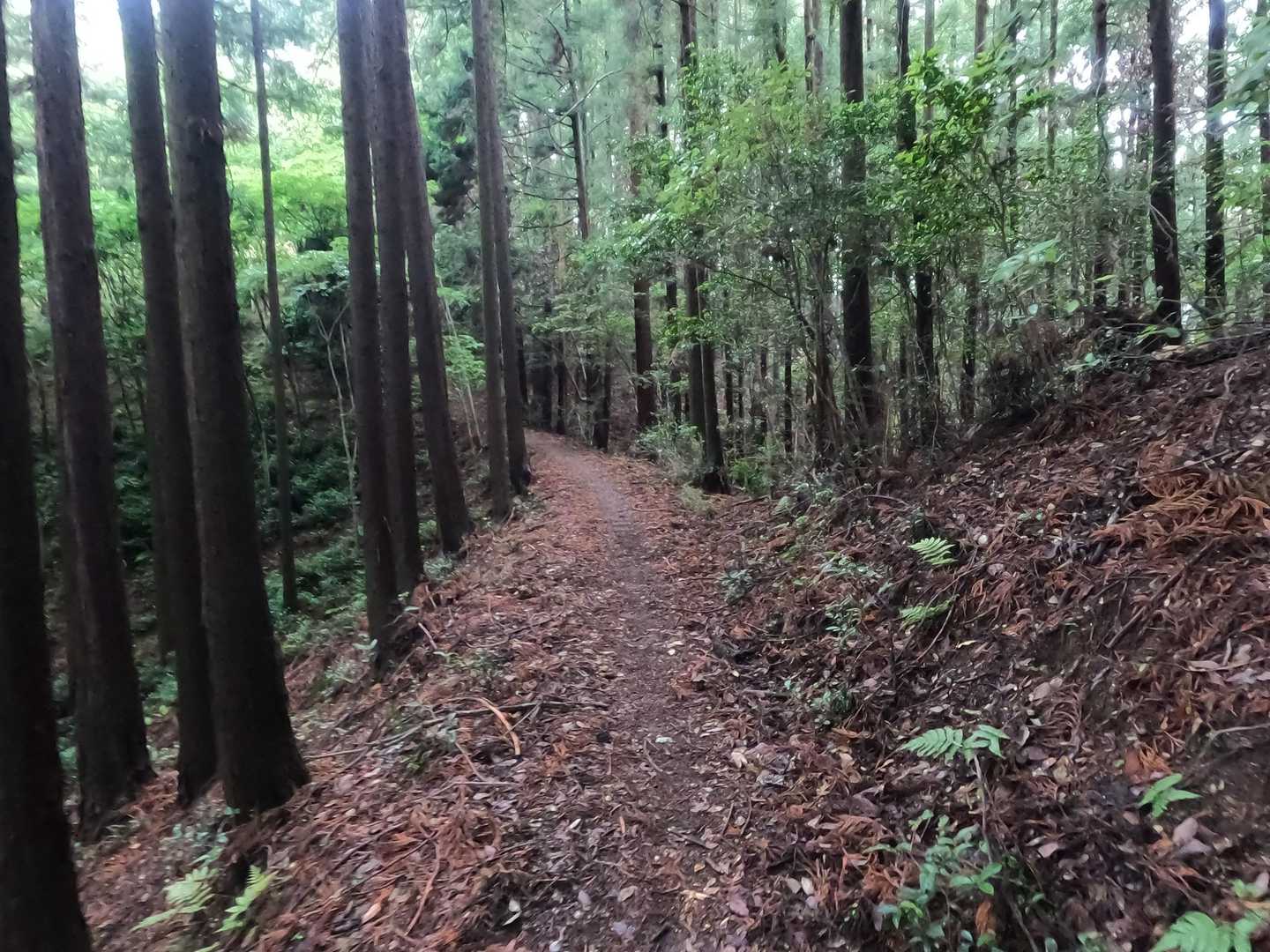 登山道に入りました