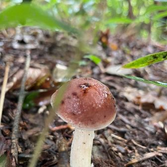きのこ🍄