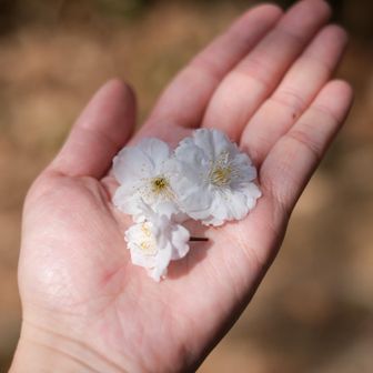 この桜なんの種類かなぁ？