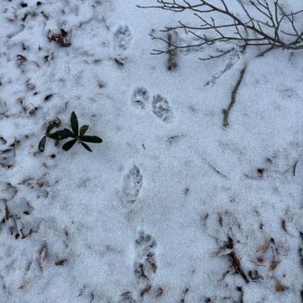 先客が居たようです。雪で登山道が分かり難くなっていたので助かりました