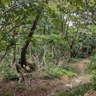 分岐のとこにザックをデポして、
夕暮山のピークを取りに行く