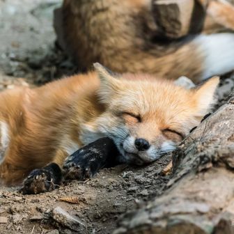 狐を飼いたい！