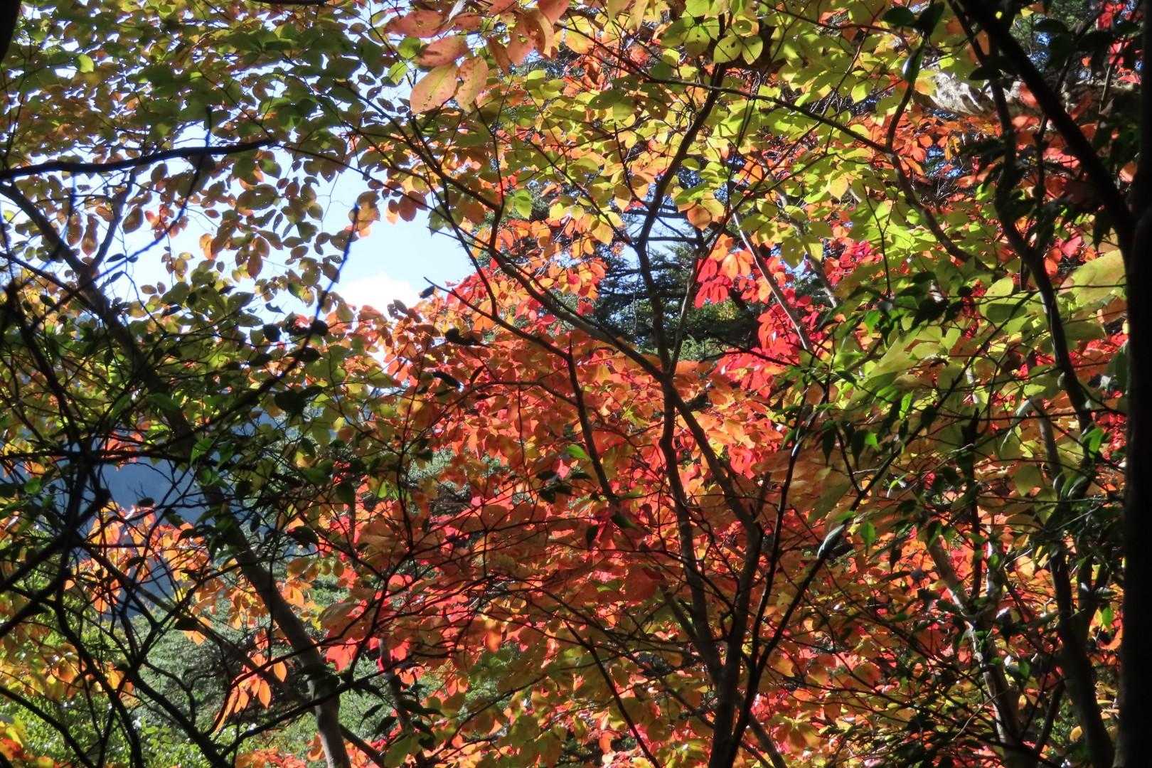 青石登山口-目丸山 往復コースの写真