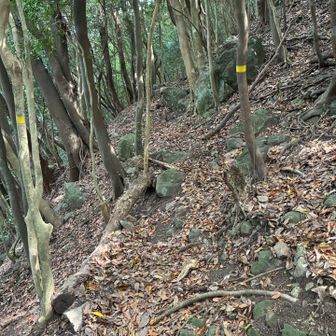 階段道途中の分岐から左折すると、裏岩屋山のトラバースルートが始まる。元々はこの道を進み北西尾根から登頂する計画でしたが、滑落する危険があるため、今回はこの分岐から右側の迂回路を通って南西側のシルバーコースから登頂することにした。
