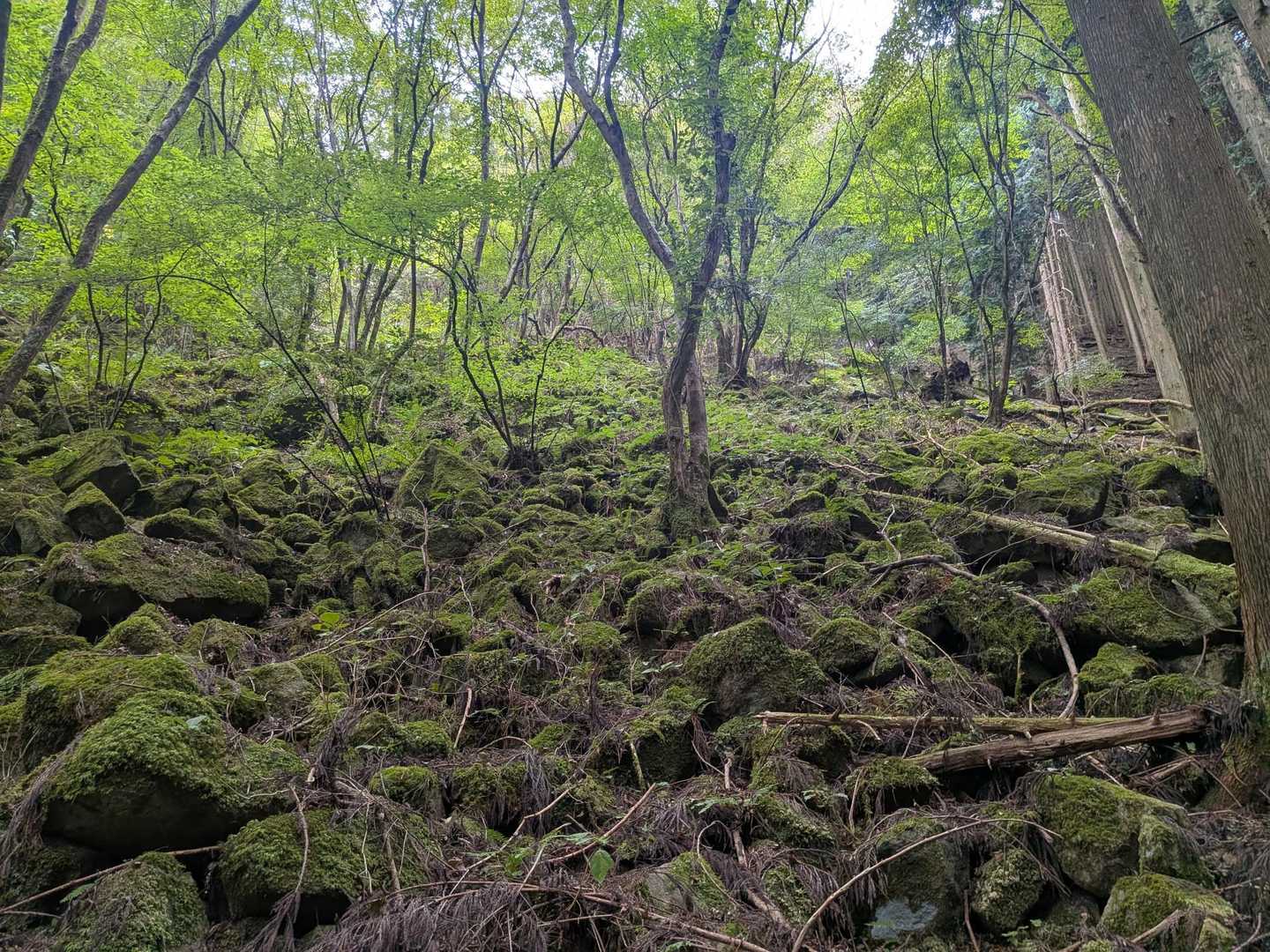 苔苔エリア🟢