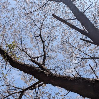 それでも桜を見るとsong for you ～♪
と頭の中で歌ってしまいます