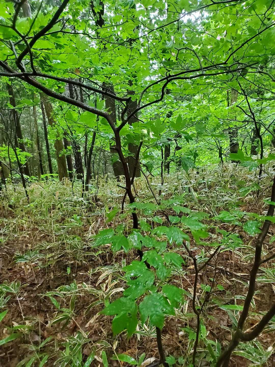 この木はシロモジって仲間が言ってました。クロモジとは違い枝を折っても爽やかな香りはありません。