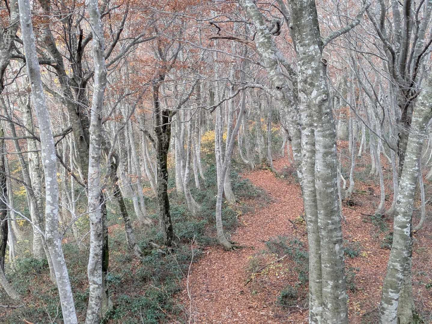 大蔵山-三五郎山-菅名岳 周回コースの写真