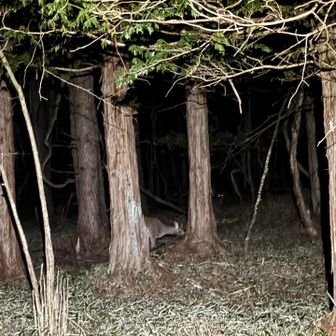 奥にも鹿さん🦌