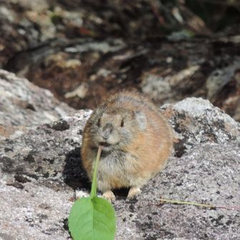 やっぱりケンシロウ  