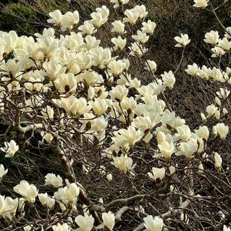 これ以降は若杉山から篠栗駅までの道中に咲いていたお花、木蓮。