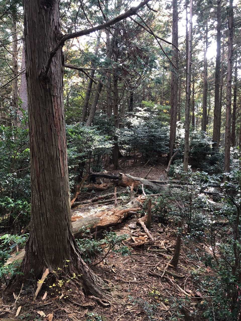 倒木ばかりの登山道歩き🚶‍♀️オビサオ山⛰頂上到着‼️