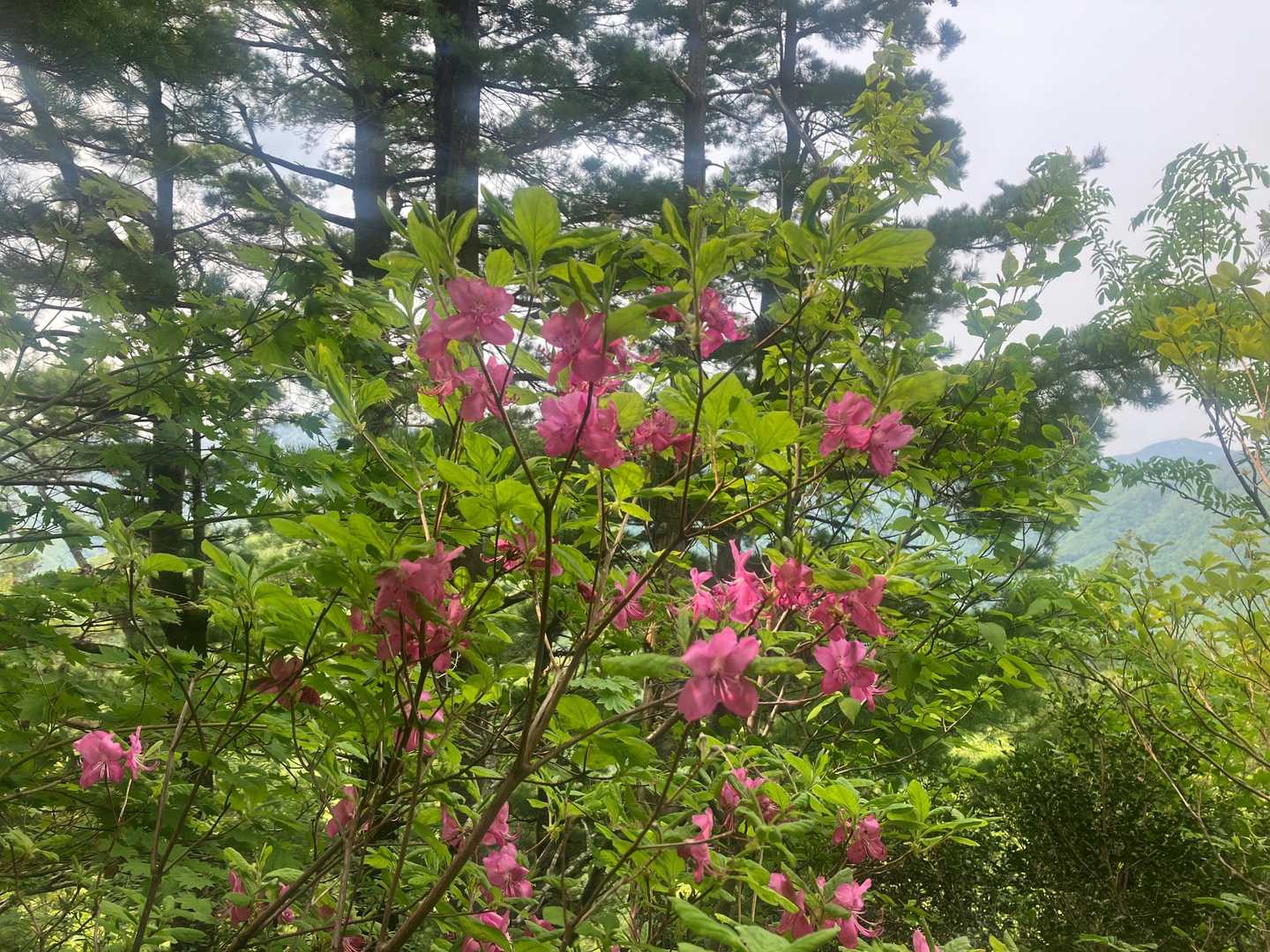 ムラサキヤシオツツジ
鮮やかなピンクに癒されます😊
間もなく山頂❗️ひと踏ん張り✊