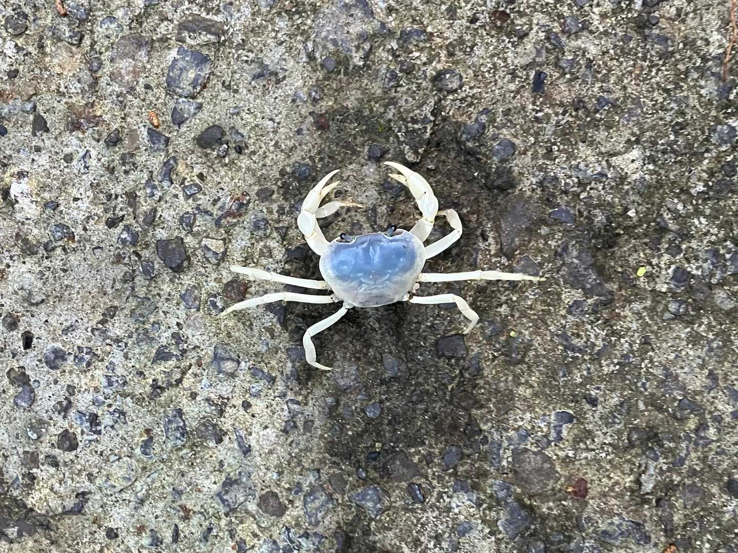 アルビノかな
達者でな