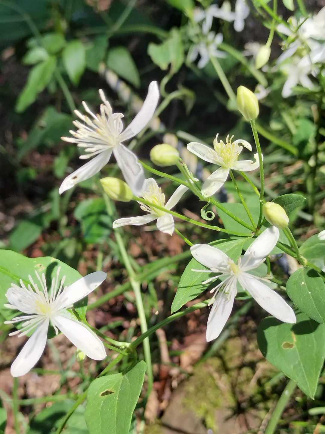 最後にまたセンニンソウ
生き生きと咲いてるね
よかった