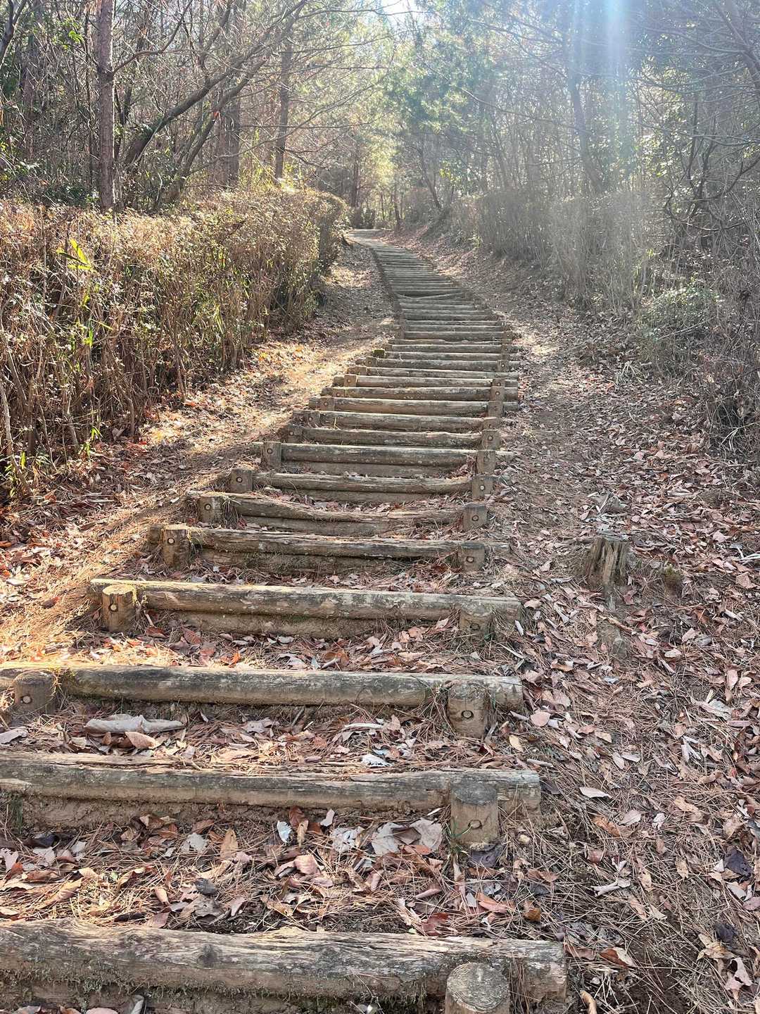 きのこ山 往復コースの写真