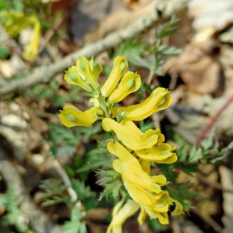 黄色のお花が✨️
キケマンですね✨️