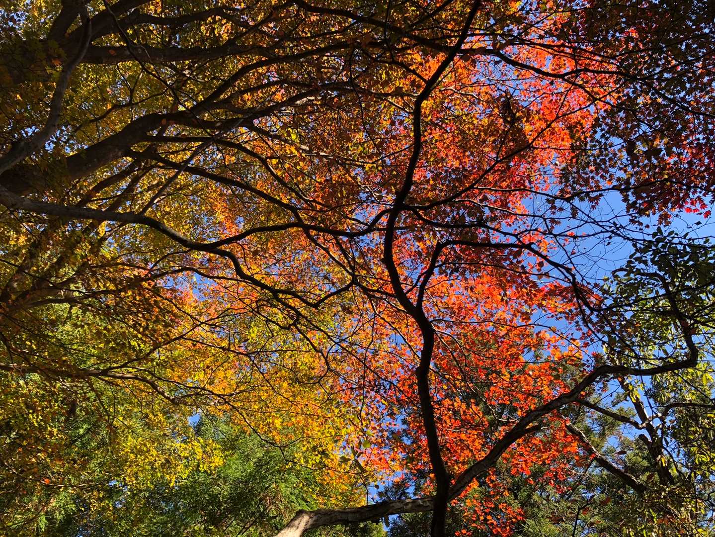 🍁🍁🍁綺麗です
