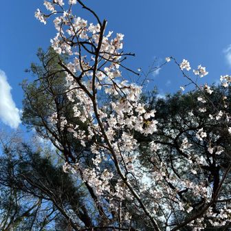 桜が満開🌸