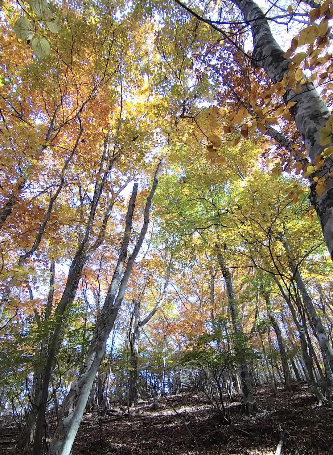 紅葉に癒されながら・・