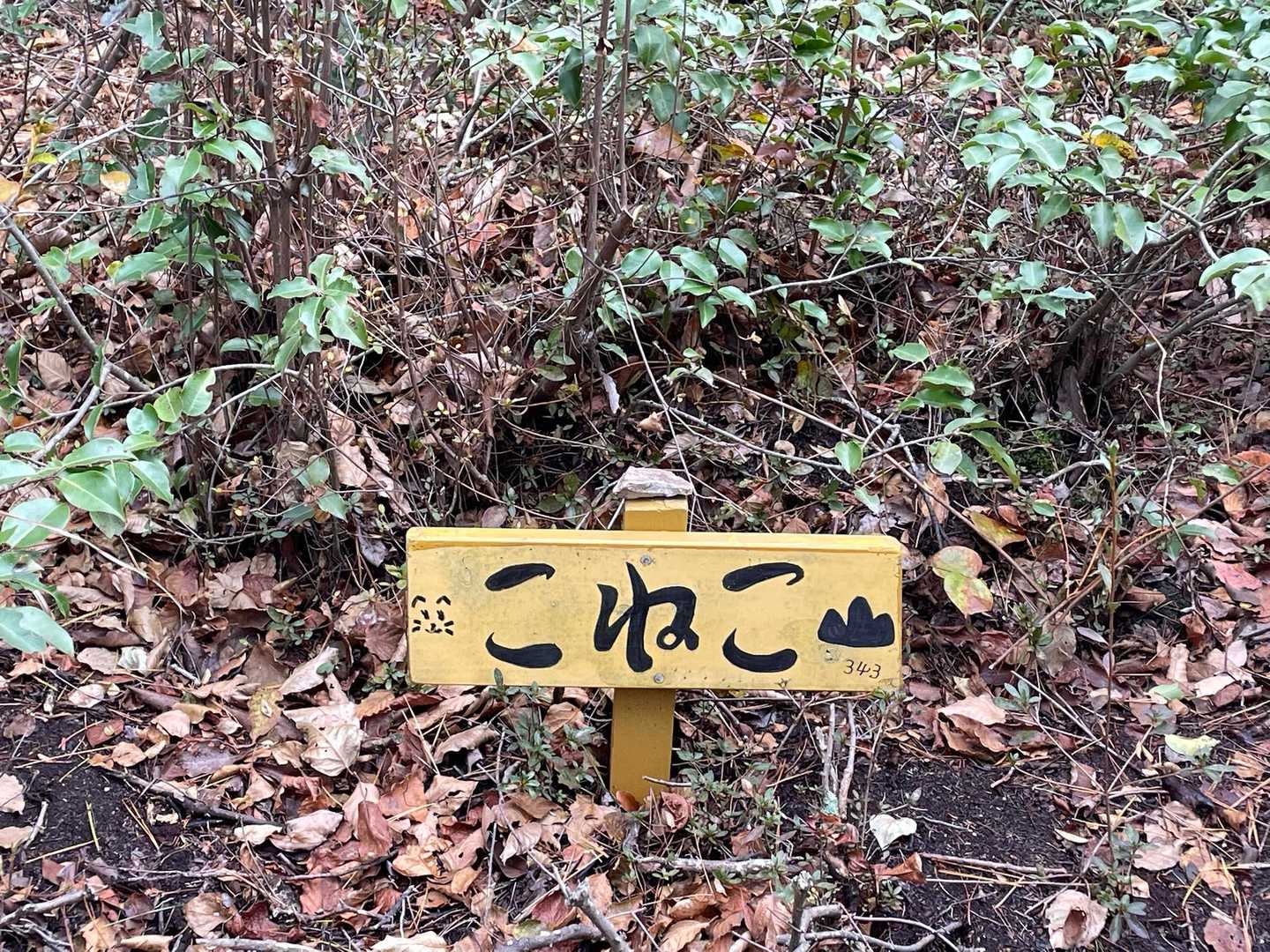 こねこ山⛰️の山頂です☝️