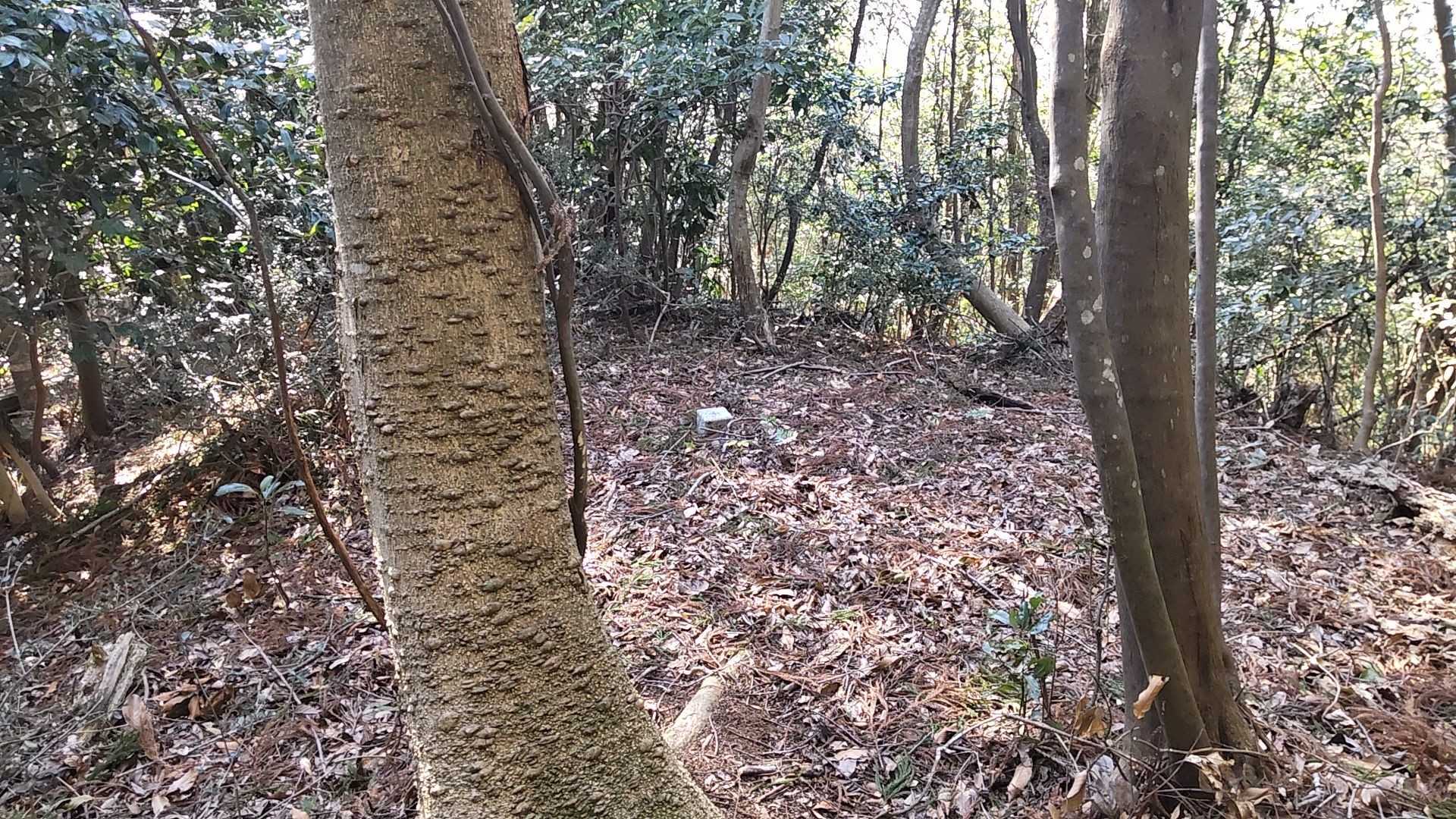 山頂✨